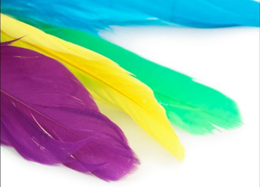 Cat Toy: 3 Replacement Feathers for the Teaser Fishing Rod (CAPSBOARD)