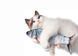 Vibrating Live Fish Cat Toy, CAPSBOARD FISH