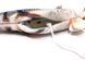 Vibrating Live Fish Cat Toy, CAPSBOARD FISH