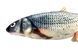 Vibrating Live Fish Cat Toy, CAPSBOARD FISH