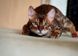 CAPSBOARD CAT Laser Pointer with Keychain