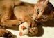 Cat toys "Mouse" 3 pcs