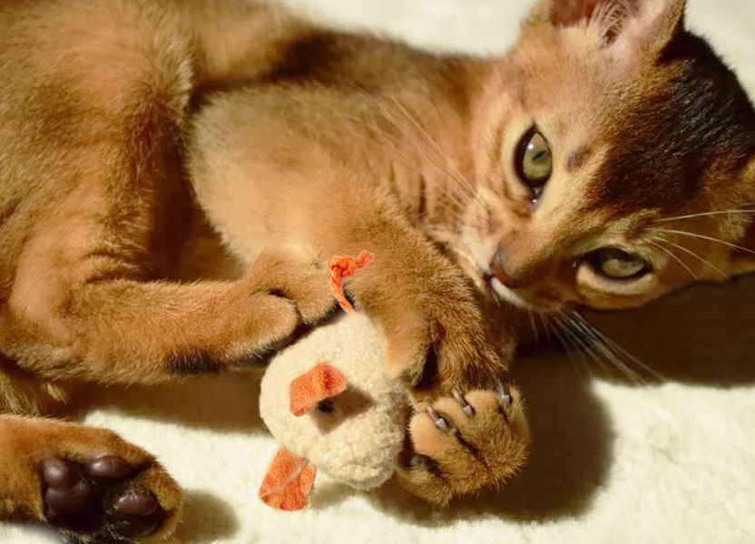 Cat toys "Mouse" 3 pcs