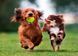 Dog Toy Tennis Ball 6 cm CAPSBOARD