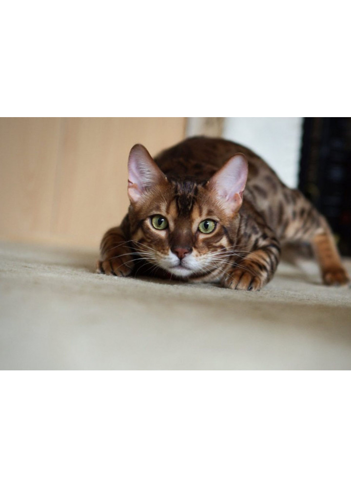 Лазерная указка для кошек с брелком CAPSBOARD CAT